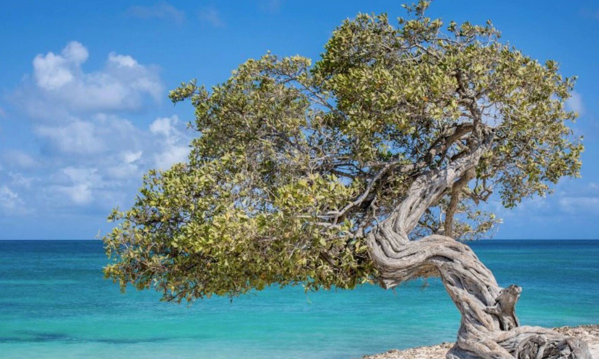 Oranjestad-West Resort | Nestled on the Southern Coast of the Picturesque Island of Aruba