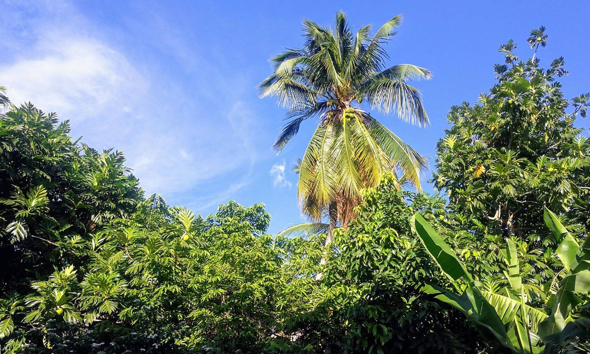 Saint Andrew Apartment | Sunset Den is 10 minutes away from the famous Bob Marley Museum