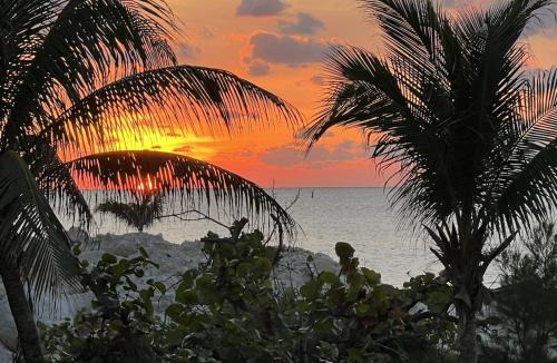 Alice Town House | Bimini Bay Resort & Marina Parrot-dice!