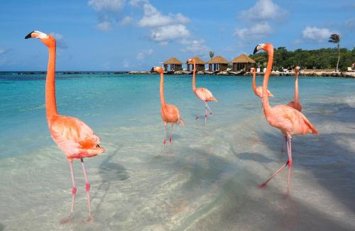 Oranjestad Apartment | Elite Visitors Aruba