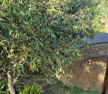 Choiseul Quarter House | Jardin Damon