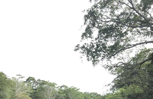 San Ignacio Resort | Mango Walk Inn