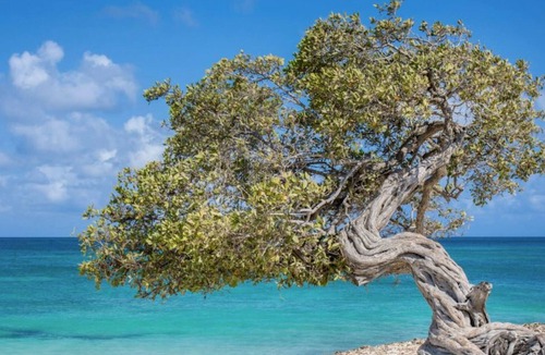 Oranjestad-West Resort | Nestled on the Southern Coast of the Picturesque Island of Aruba