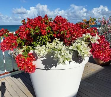 Dickenson Bay Villa | Ocean Garden Studio I