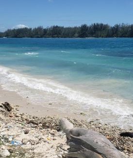 Boca Chica Apartment | Oz Residence Beach Two-Bedroom Apartment & Free Parking