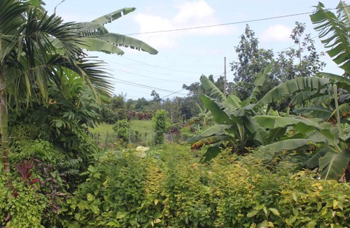 Port Antonio Bed & Breakfast | West Breeze