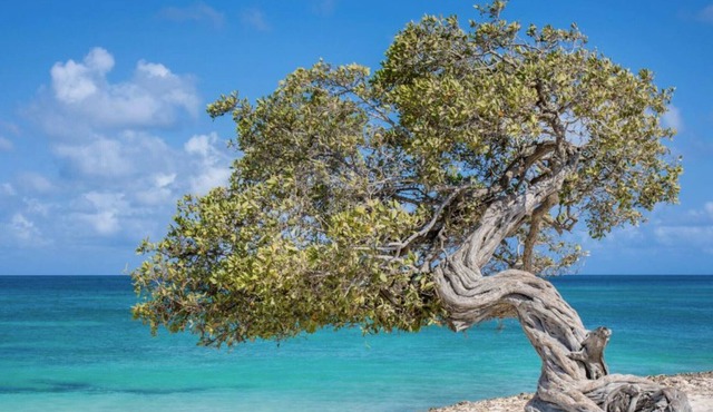 Nestled on the Southern Coast of the Picturesque Island of Aruba
