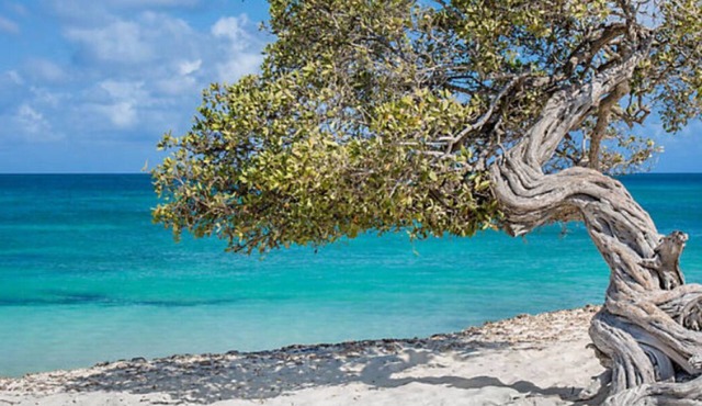 Resort with 1 bedroom beach front and AC in adorable Oranjestad Aruba