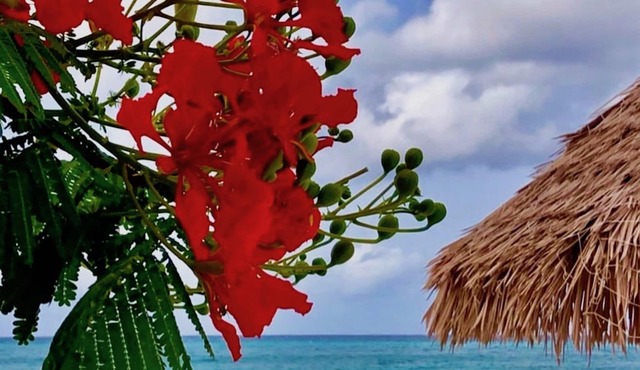 SPRING SPECIAL $75 a night ! Blue Suites, 8 Min Walk To Ritz & Marriott beach