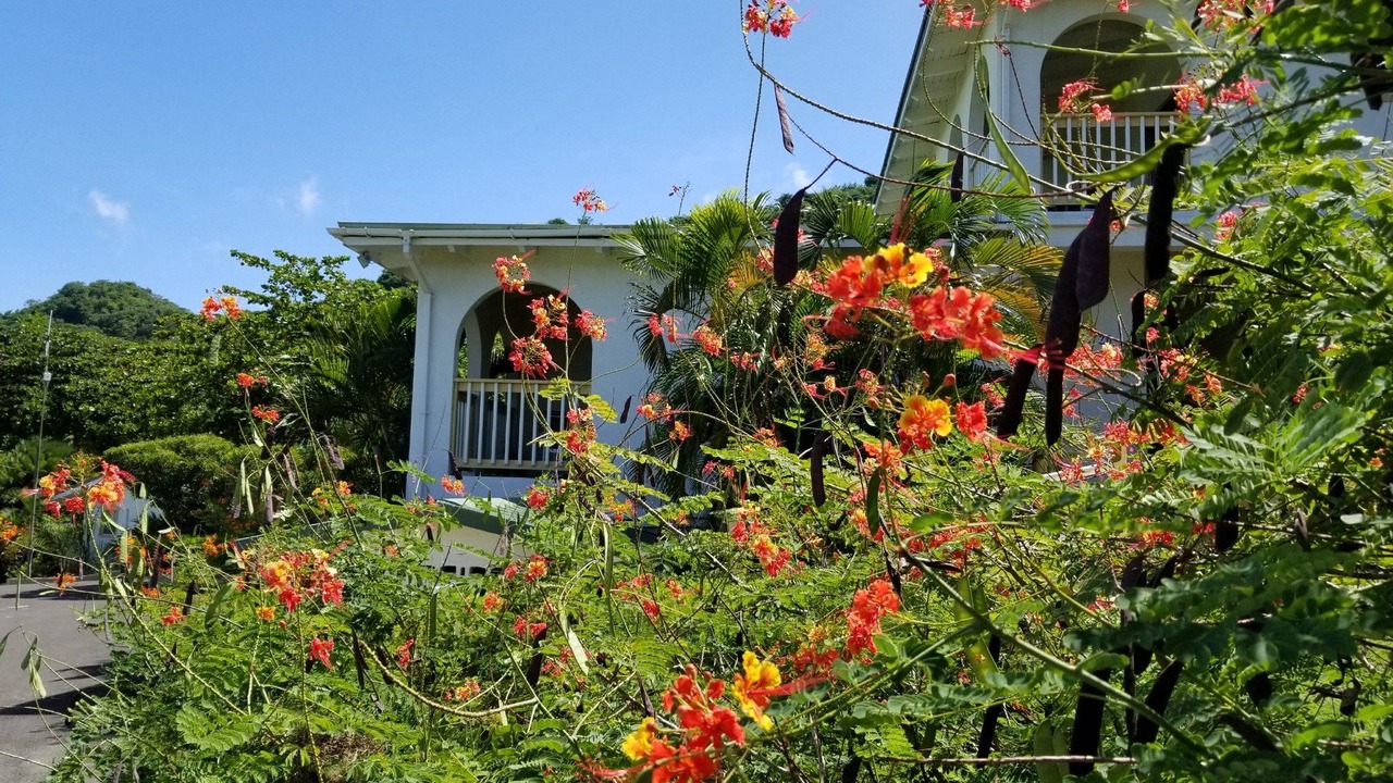 Photo of Buildings in Morne Rouge