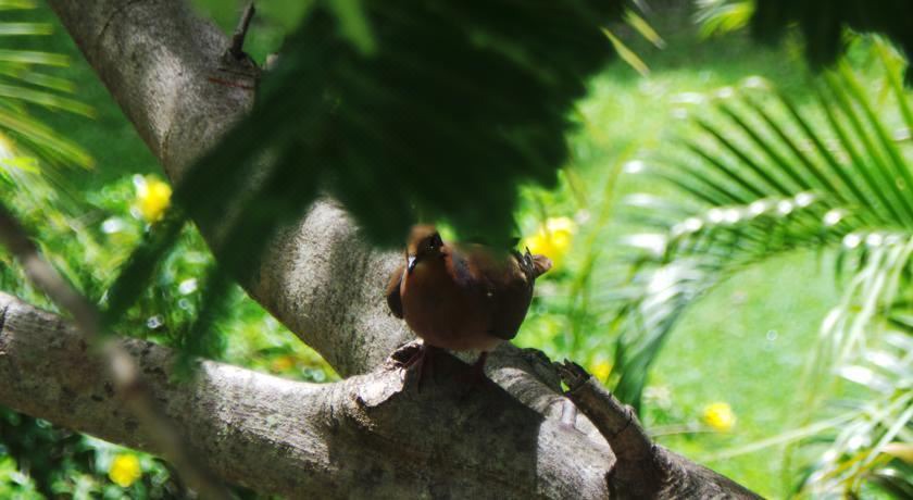 Photo of Others in Morne Rouge