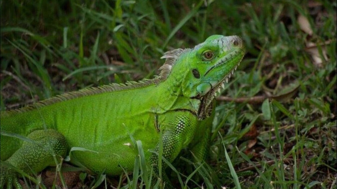 Photo of Others in St. Andrew