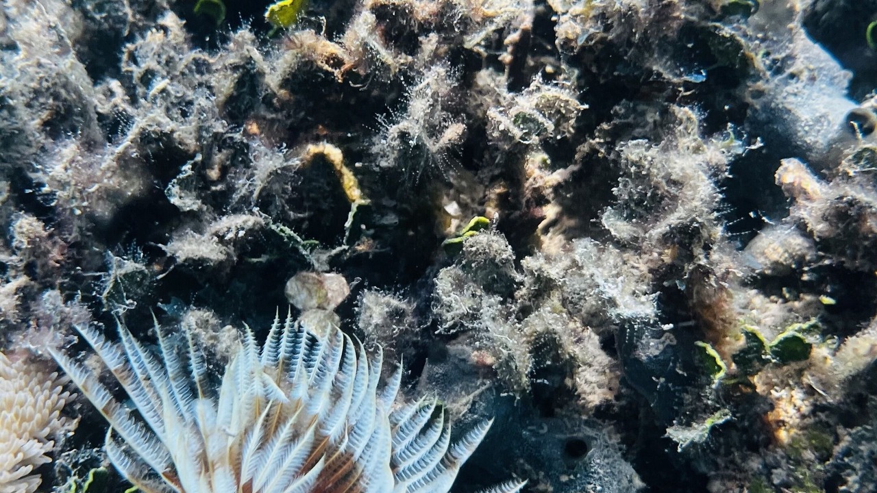 Photo of Others in Placencia