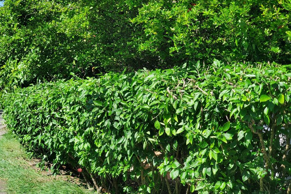 Photo of Outdoor in Castries