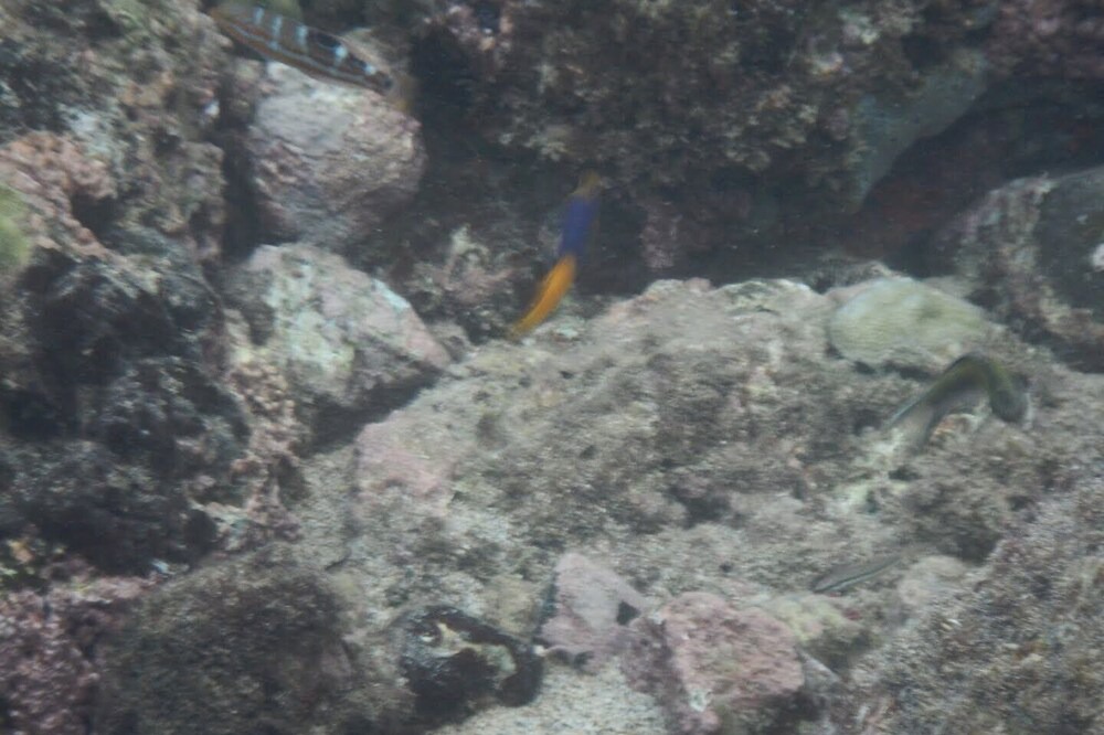 Photo of Others in Castries