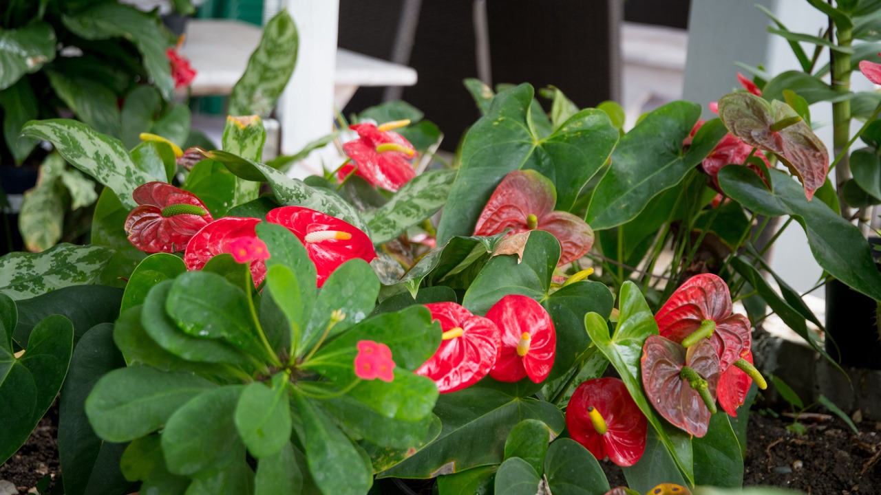 Photo of Outdoor in Boca Chica