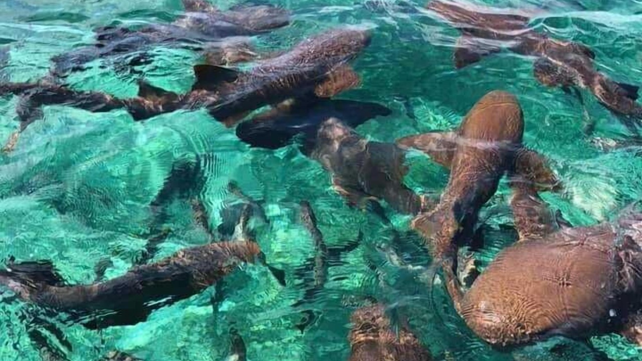 Photo of Others in San Pedro