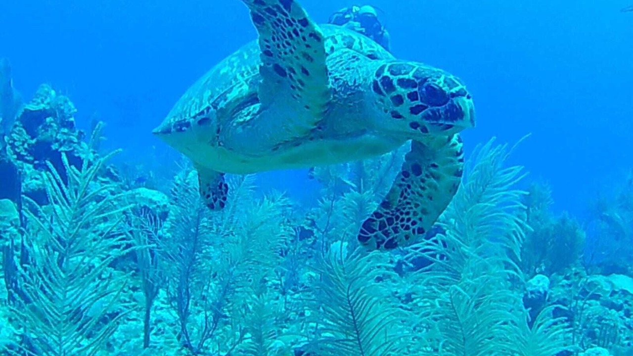 Photo of Others in San Pedro