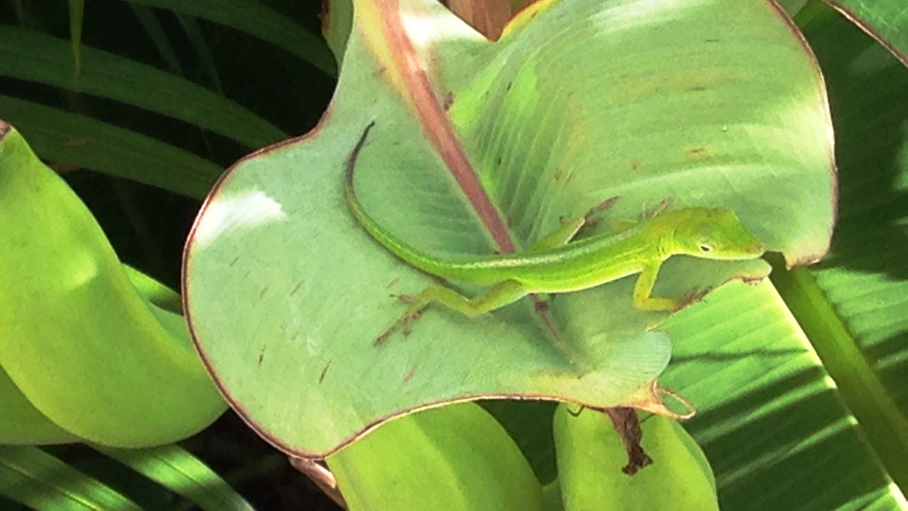 Photo of Others in La Ceiba