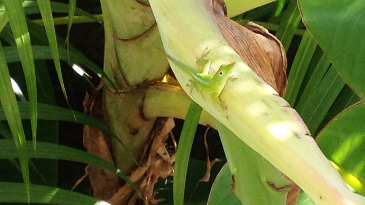 Photo of Outdoor in La Ceiba
