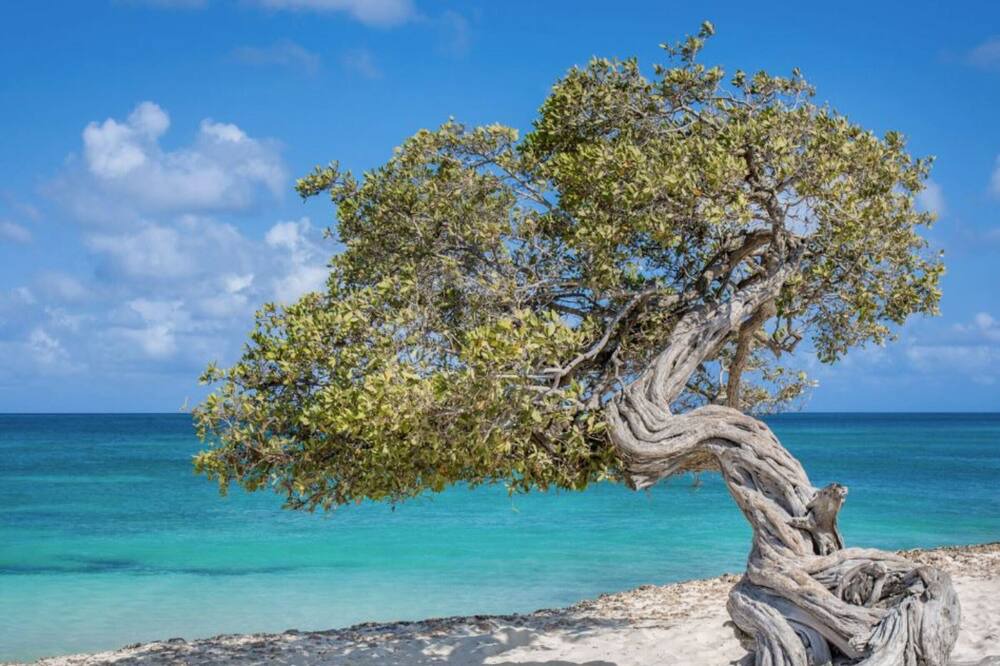 Photo of Others in Oranjestad-West