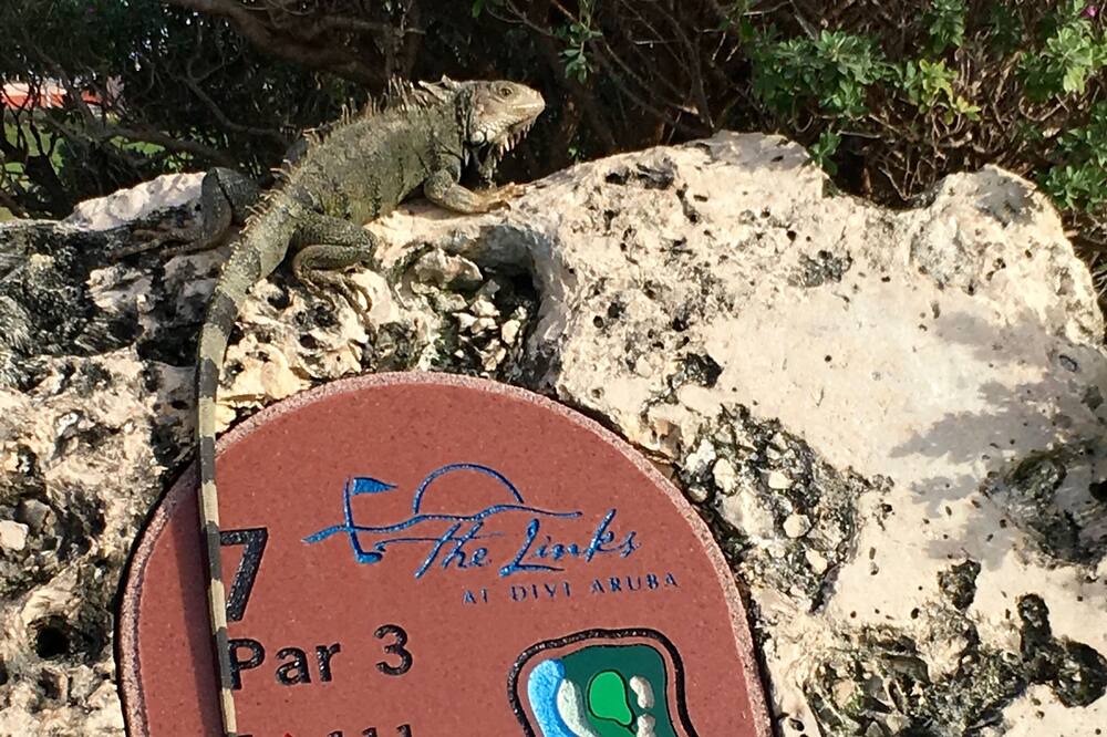 Photo of Outdoor in Oranjestad-West