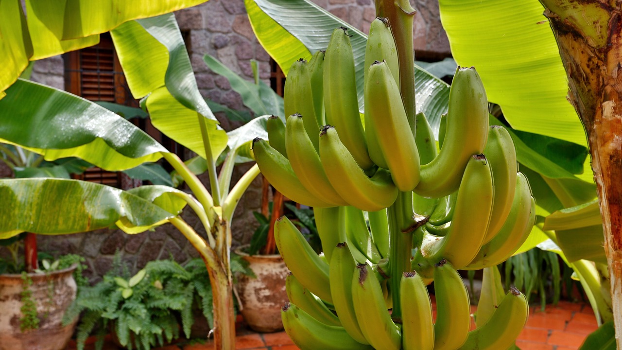 Photo of Outdoor in Soufriere