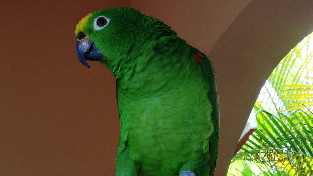 Photo of Outdoor in La Ceiba