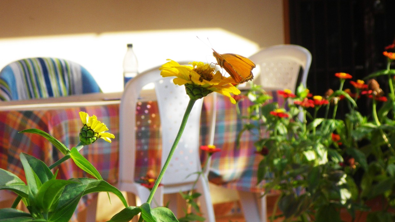 Photo of Outdoor in La Ceiba
