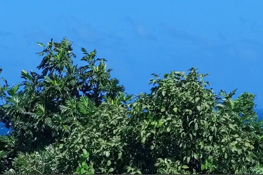 Photo of Others in Port Antonio