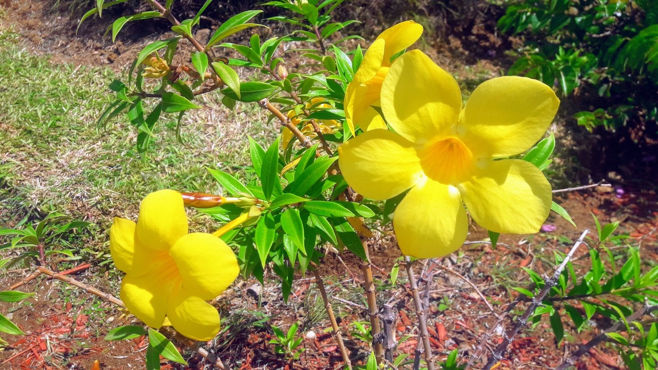 Photo of Outdoor in Rodney Bay