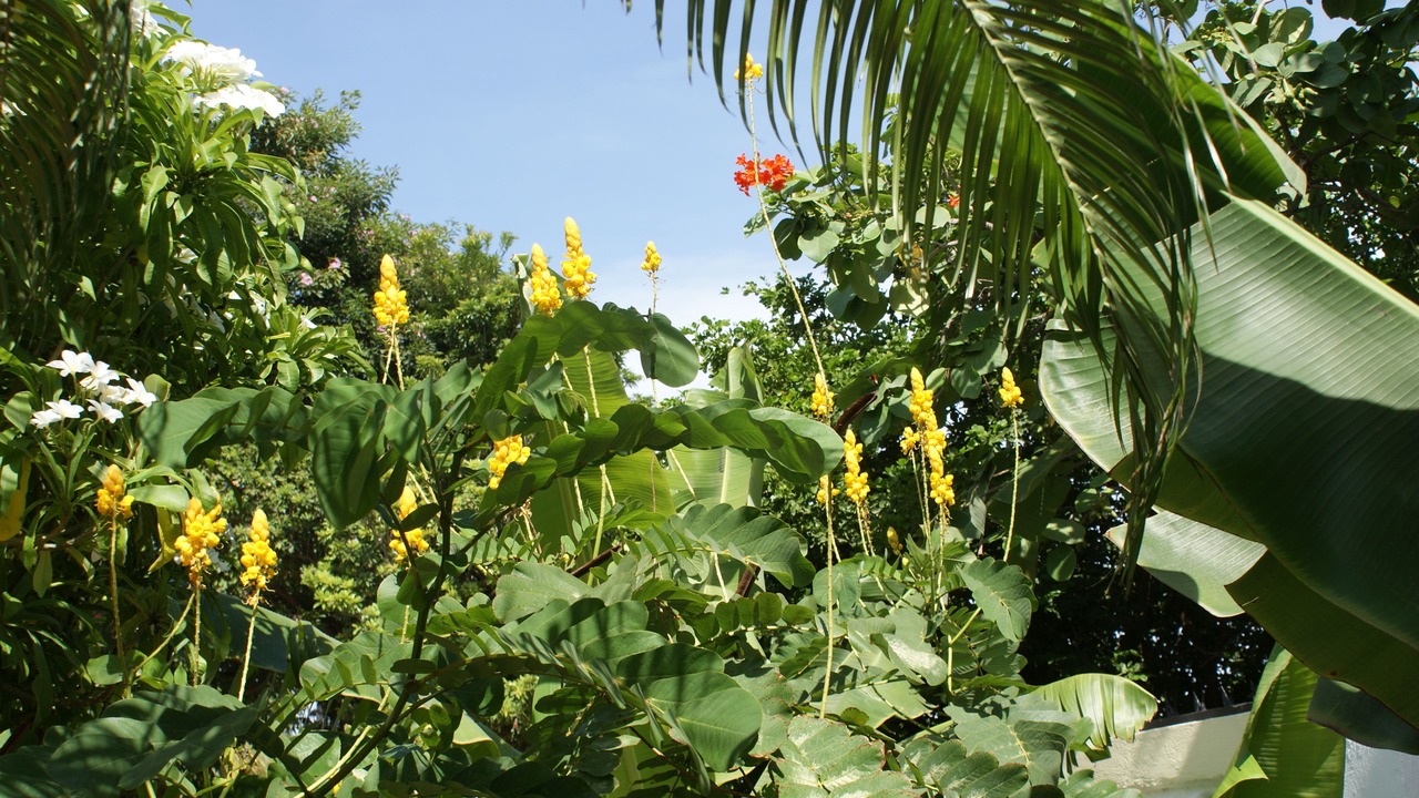 Photo of Outdoor in Oranjestad-West