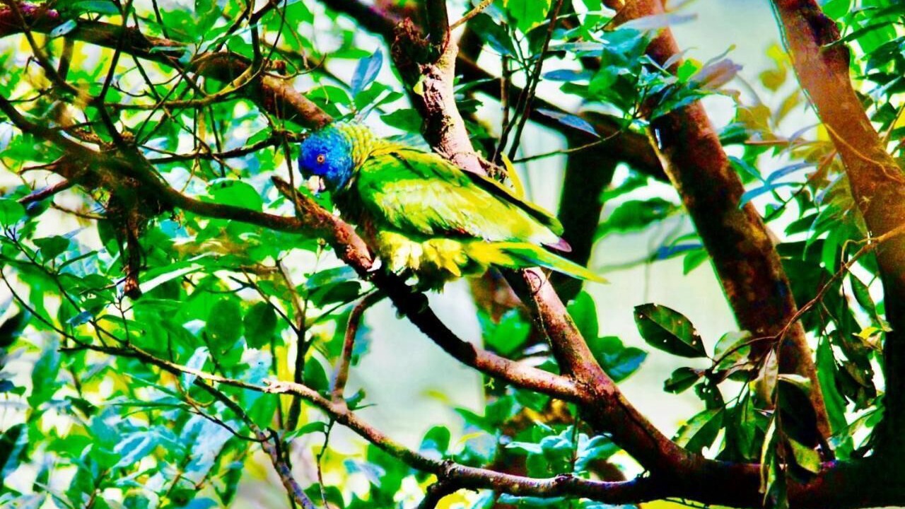 Photo of Outdoor in Choiseul