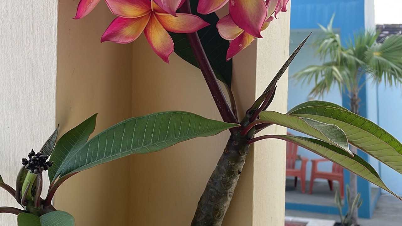Photo of Outdoor in Morne Rouge