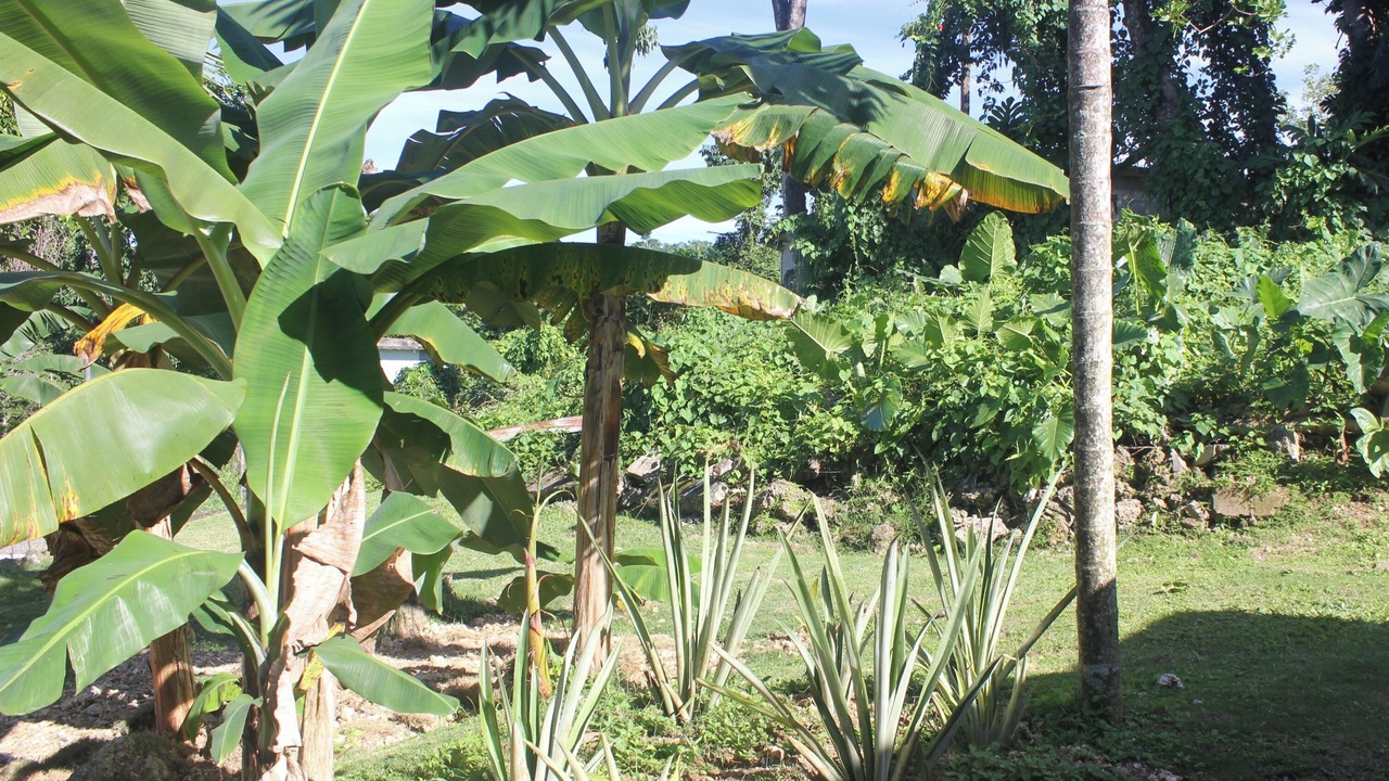 Photo of Bedroom in Port Antonio