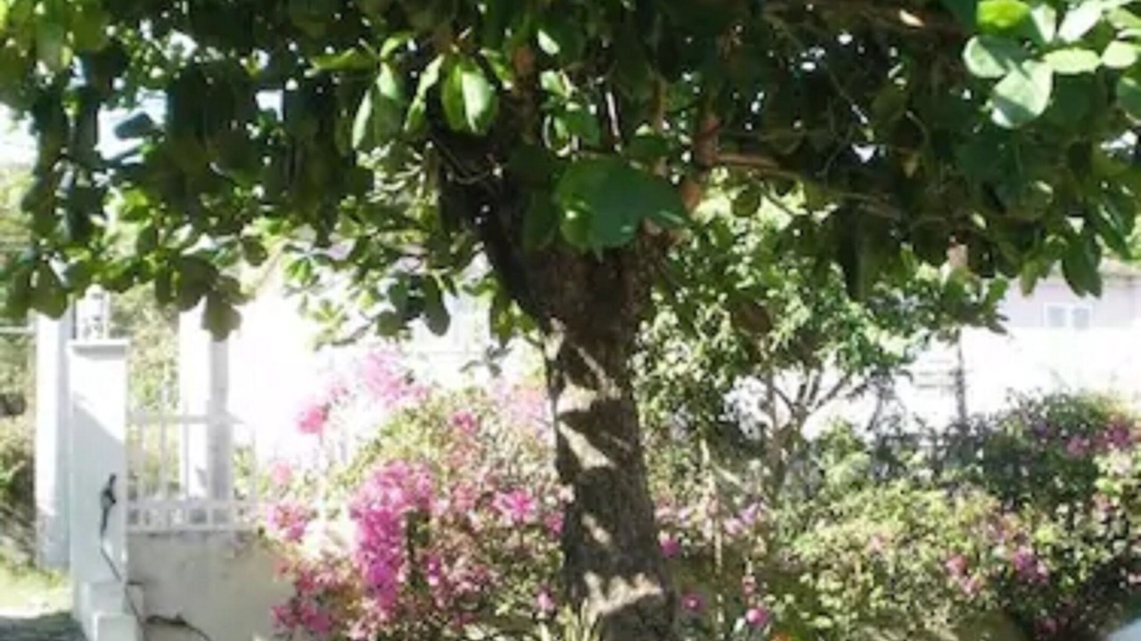 Photo of Outdoor in Ocho Rios