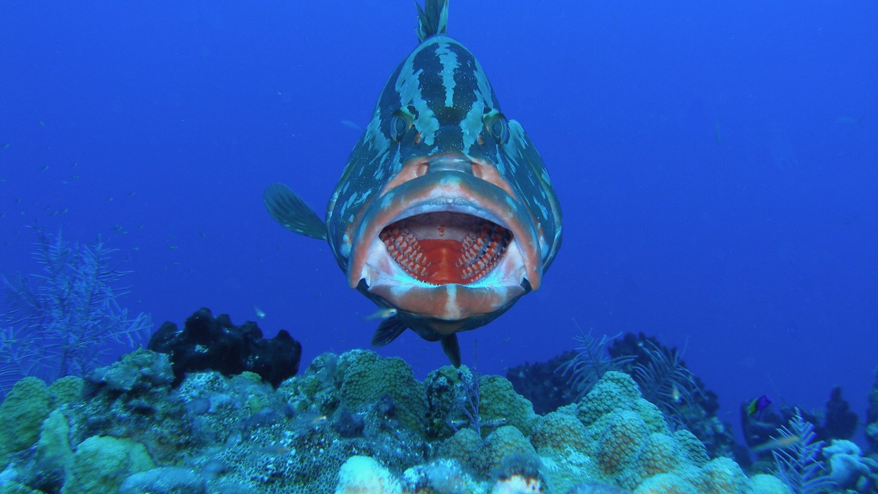 Photo of Others in The Bight