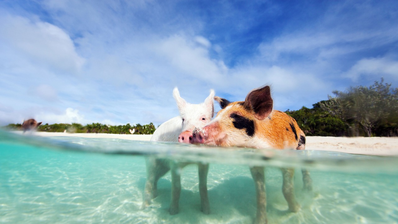 Photo of Others in Paradise Island