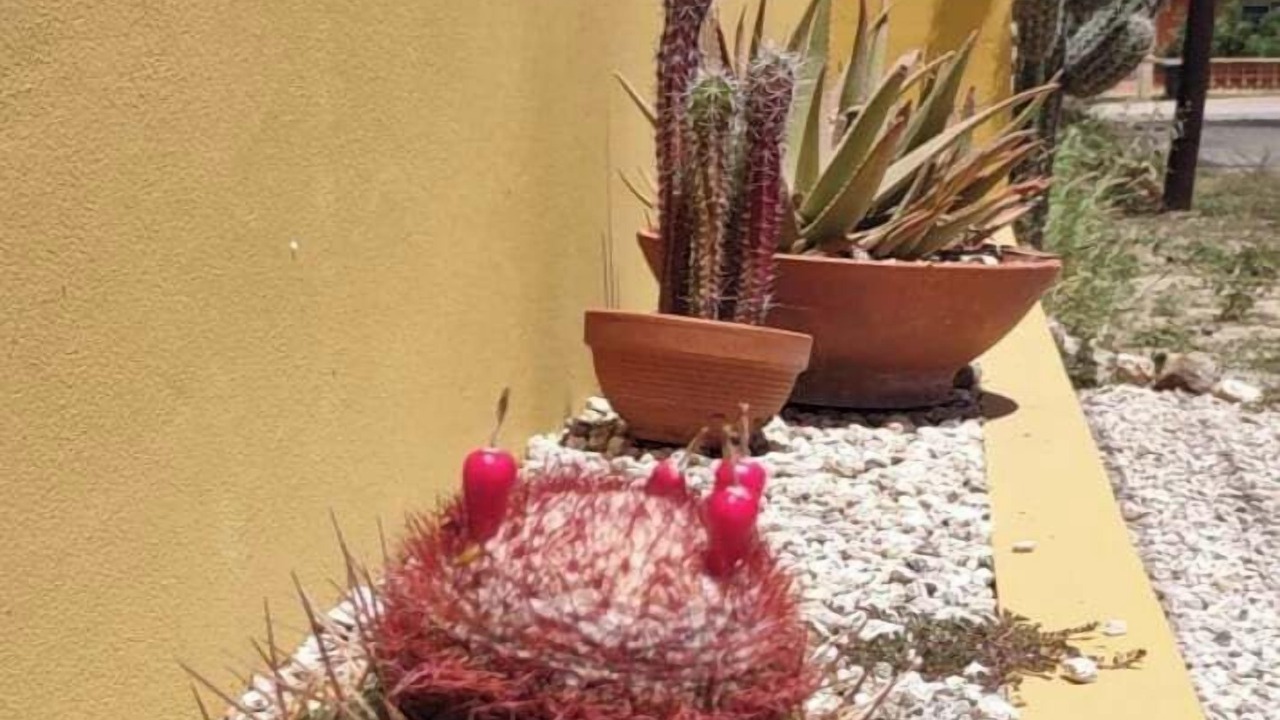 Photo of Outdoor in Savaneta