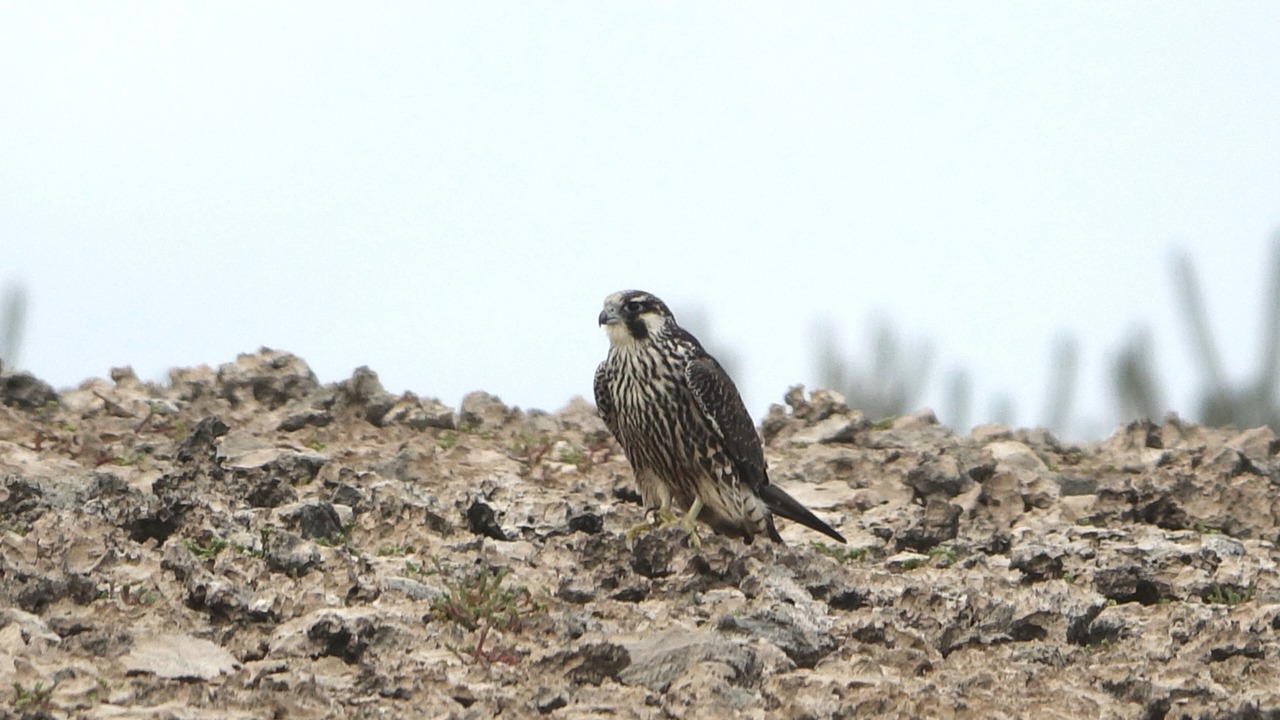 Photo of Others in Sero Colorado