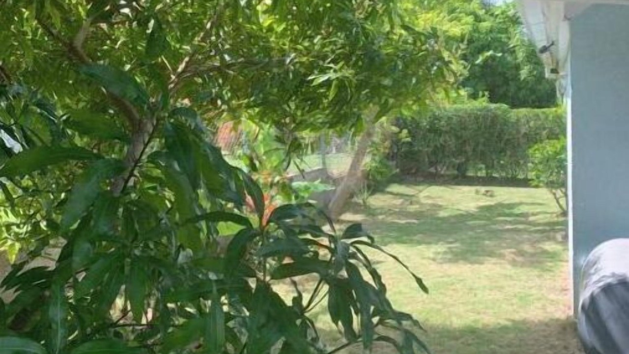 Photo of Outdoor in St. Ann's Bay