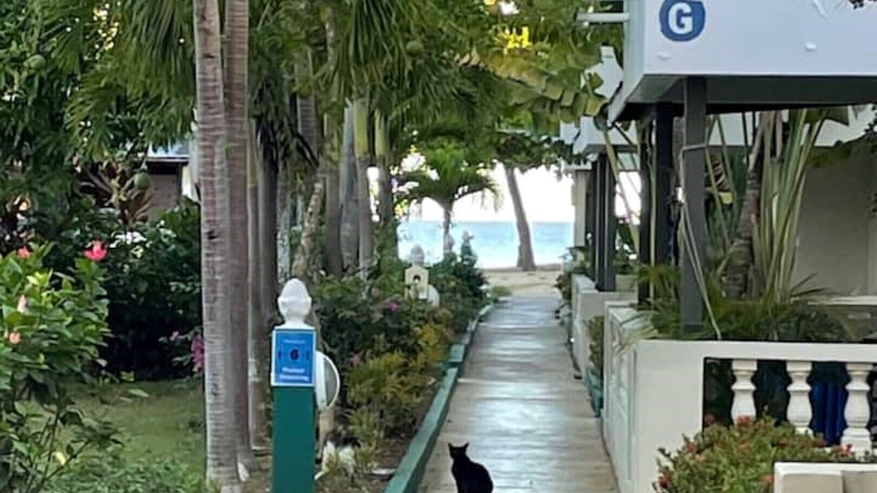 Photo of Outdoor in Negril