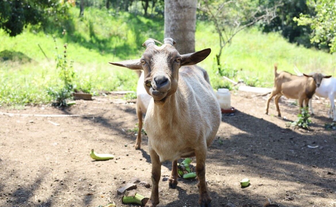 Photo of Outdoor in La Vega Province