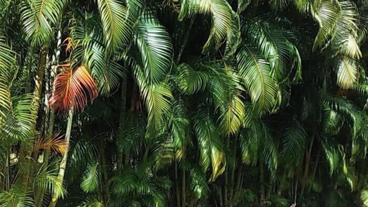 Photo of Outdoor in Balata