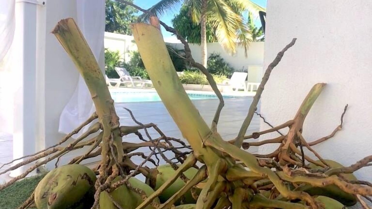 Photo of Outdoor in Palm Beach