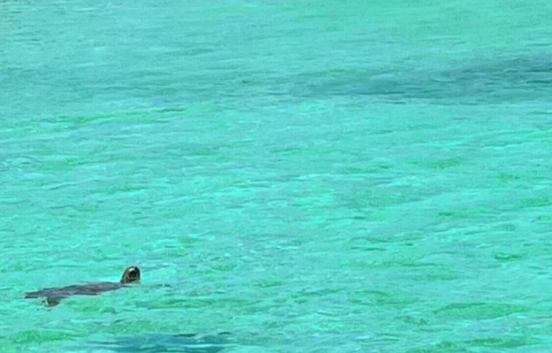 Photo of Others in Green Turtle Cay