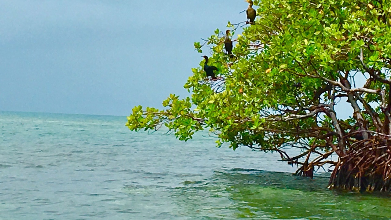 Photo of Others in Glovers Reef Atoll