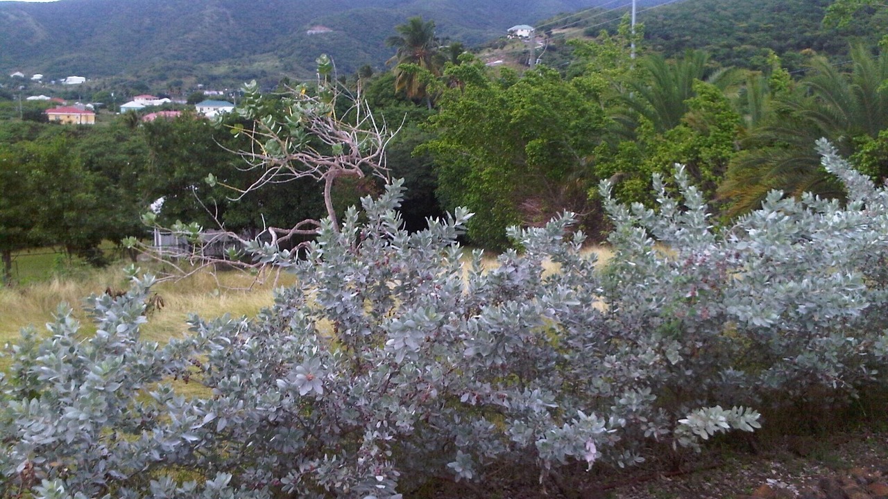 Photo of Others in Jolly Harbour
