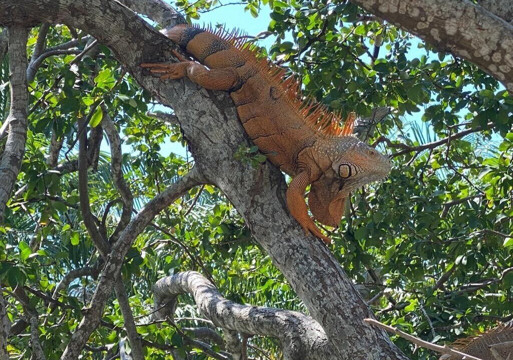 Photo of Others in Placencia