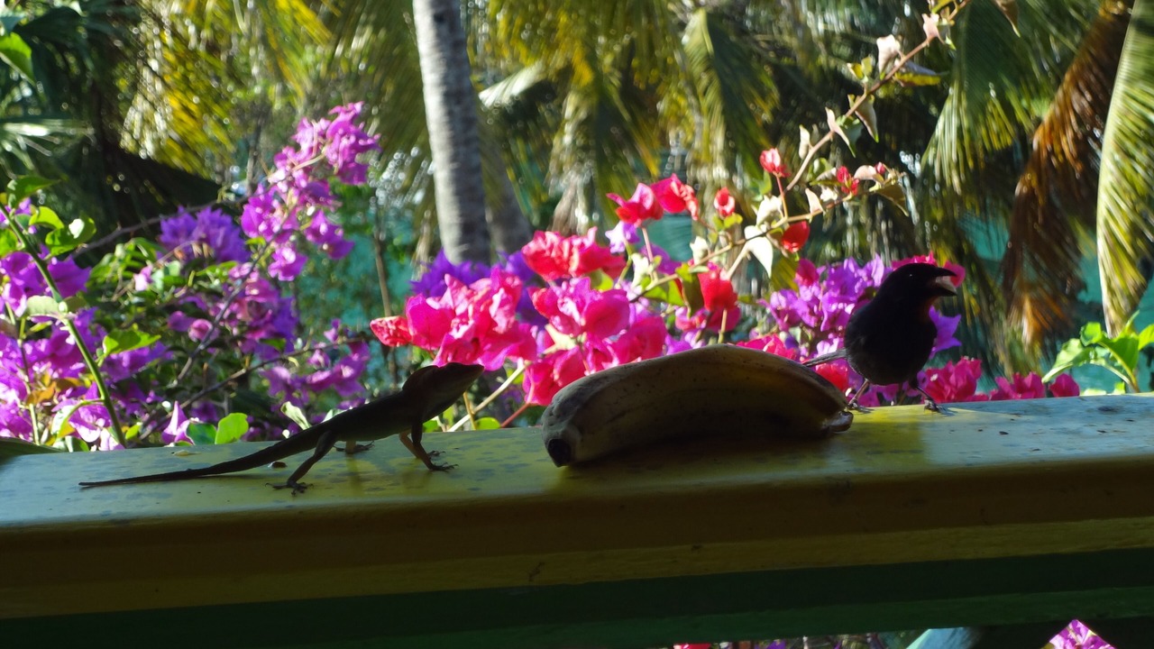 Photo of Others in Marigot Bay